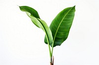 Plant leaf white background banana tree. AI generated Image by rawpixel.