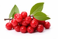 Cherry fruit plant food. 