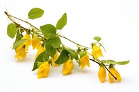 Flower yellow plant petal. AI generated Image by rawpixel.
