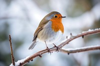 Robin animal branch winter. AI generated Image by rawpixel.