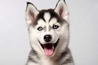 Mammal animal husky puppy. 