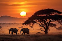 Elephant silhouette landscape grassland. 