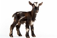 Livestock wildlife standing mammal. AI generated Image by rawpixel.