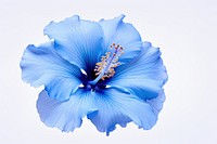 Hibiscus flower blossom petal. AI generated Image by rawpixel.