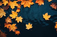 Maple backgrounds autumn leaves. 