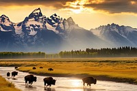 Grassland livestock mountain wildlife. 