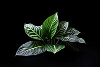 Plant leaf freshness vegetable. AI generated Image by rawpixel.