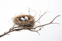Nest branch tree bird. AI generated Image by rawpixel.