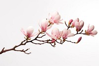 Flower magnolia blossom branch. 