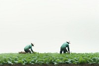 Vegetable field plant plantation. 