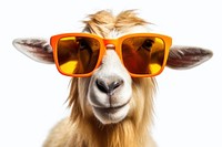 Sunglasses livestock mammal animal. 