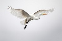 Animal flying heron white. AI generated Image by rawpixel.
