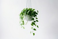 Plant hanging green leaf. 