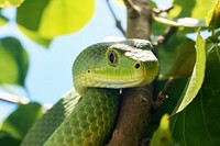 Snake reptile animal green. AI generated Image by rawpixel.