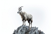 Livestock wildlife mountain standing. AI generated Image by rawpixel.