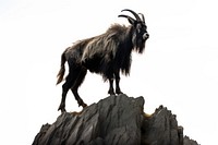 Livestock wildlife standing animal. AI generated Image by rawpixel.