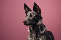 Dog mammal animal pet. AI generated Image by rawpixel.