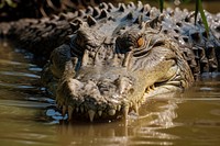 Crocodile reptile animal alligator. AI generated Image by rawpixel.