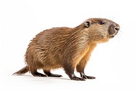Wildlife animal mammal rodent. AI generated Image by rawpixel.