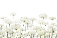 Backgrounds outdoors blossom flower. AI generated Image by rawpixel.