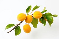 Apricot fruit branch yellow. 