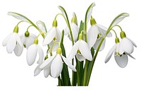 Flower snowdrop plant white. AI generated Image by rawpixel.