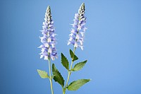 Blossom flower plant herbs. 