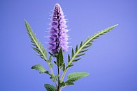 Blossom flower purple plant. AI generated Image by rawpixel.
