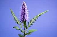 Blossom flower purple plant. 