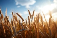 Field wheat agriculture outdoors. 