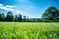 Landscape outdoors grass green. 