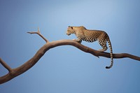 Leopard wildlife cheetah animal. AI generated Image by rawpixel.