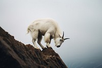 Animal livestock wildlife mountain. AI generated Image by rawpixel.