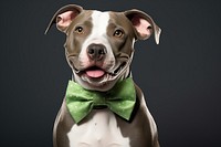 Pitbull portrait terrier bulldog. 