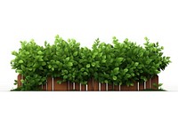Garden plant hedge leaf. AI generated Image by rawpixel.