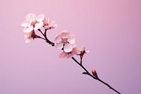 Blossom flower petal plant. 