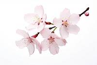Blossom flower nature plant. AI generated Image by rawpixel.