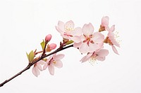 Blossom flower plant white background. AI generated Image by rawpixel.