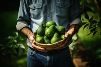 Vegetable holding avocado farmer. 