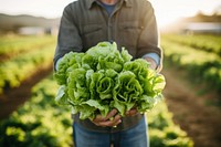 Vegetable lettuce holding farmer. 