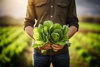 Vegetable lettuce holding farmer. 