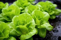 Vegetable lettuce plant food. 