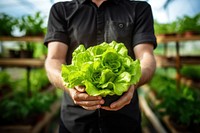 Vegetable lettuce plant adult. 