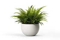 Fern plant vase white background. AI generated Image by rawpixel.