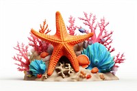 Starfish nature animal reef. 