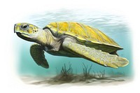 Swimming animal sea turtle, digital paint illustration.  image