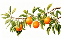 Branch orange plant fruit. AI generated Image by rawpixel.