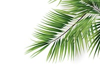 Palm tree leaves backgrounds outdoors nature. AI generated Image by rawpixel.