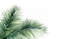 Palm leaves backgrounds plant leaf. 