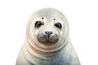 Seal animal mammal underwater, digital paint illustration.
